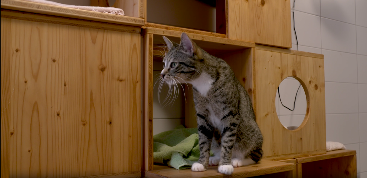 HUND KATZE PFERD - Wir lieben alle Tiere: Katzenhaltung