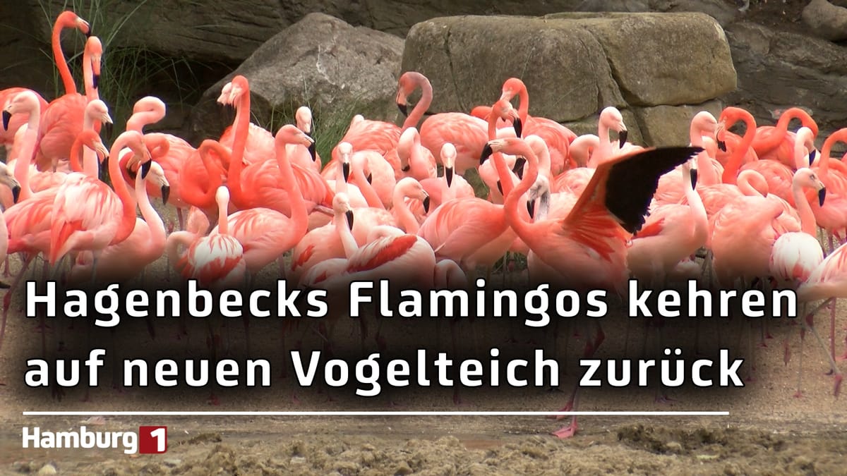 Nach großer Sanierung: Hagenbecks Flamingos ziehen zurück auf ihren Vogelteich