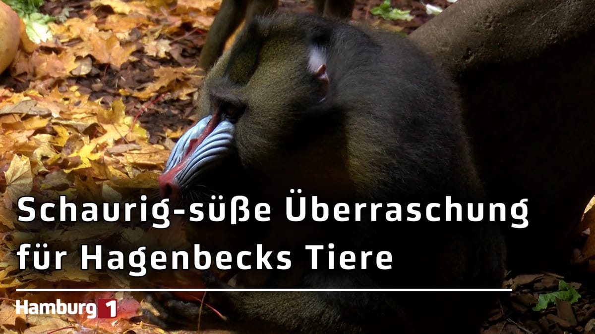 Schaurige Namen, faszinierende Tiere: Halloween im Tierpark Hagenbeck mit Kürbissen und Leckereien