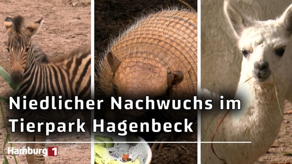 Vorboten des Herbstes: Wieder niedliche Jungtiere im Tierpark Hagenbeck geboren