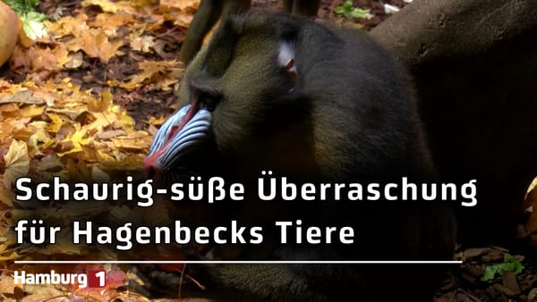 Schaurige Namen, faszinierende Tiere: Halloween im Tierpark Hagenbeck mit Kürbissen und Leckereien